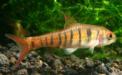Barbus fasciolatus